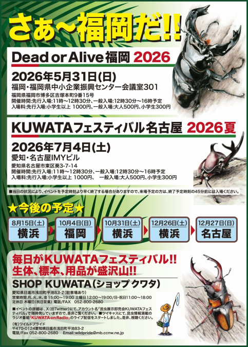 KUWATA(Dead or Alive福岡2026) | ムシムスビ KUWATA(Dead or Alive福岡2026) | ムシムスビ